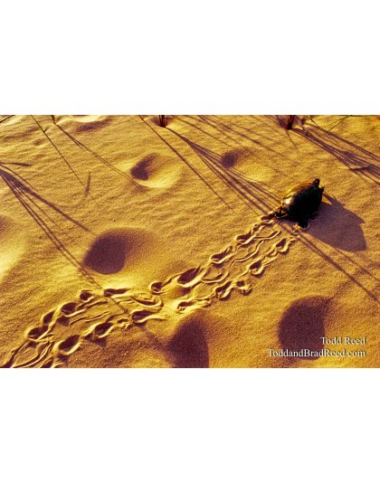 Turtle Tracks
