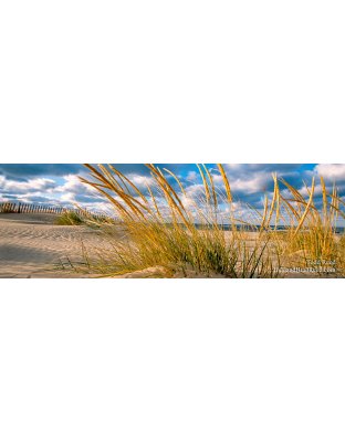 Windswept - Panoramic