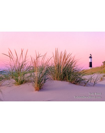Dune Grass