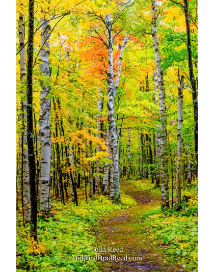 Birch Forest Trail