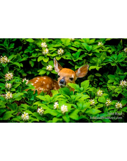 Pachysandras Surprise