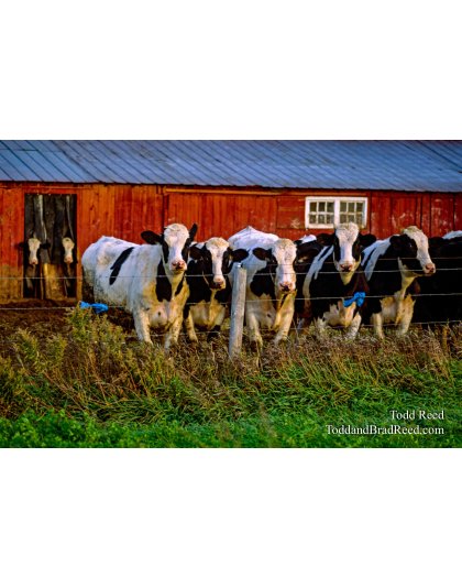 Blue Ribbon Cows