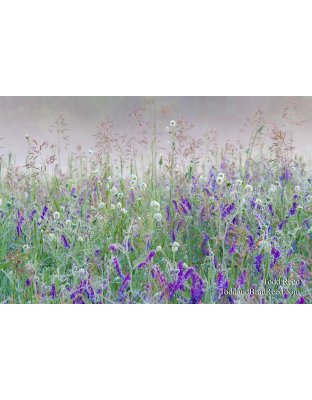 Todd Reed's Day 161 of 365 