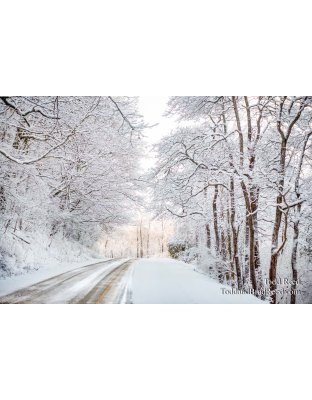 Spring Around the Corner