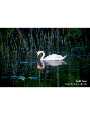 Looking in the Mirror