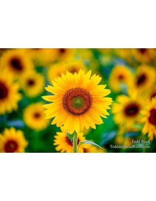 Right here all along