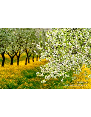 Michigan Blossom Time