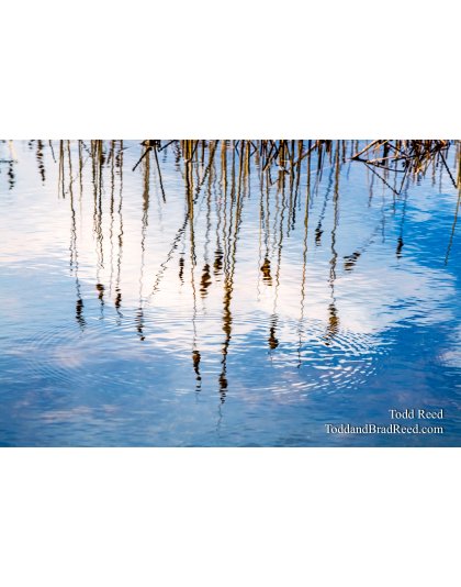 Cattail Reflection_5605