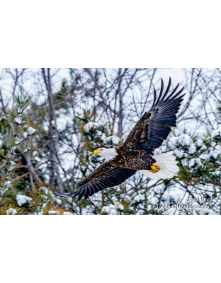 Majestic Michigander