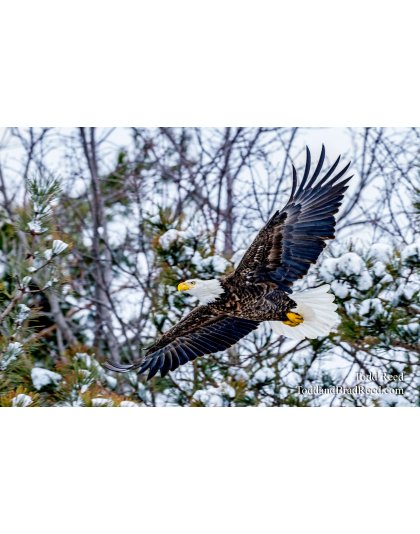 Majestic Michigander