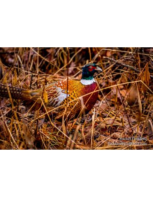 Weldon Creek Pheasant