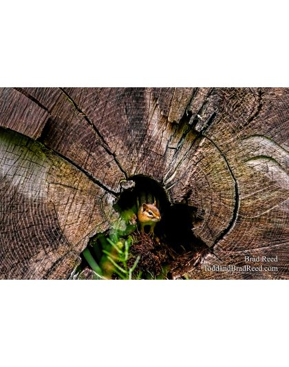 Brad Reed's Day 174 of 366