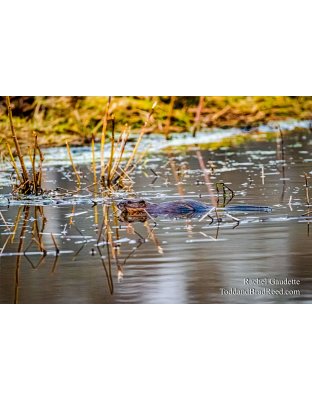 Rachel Gaudette's Day 91 of 366