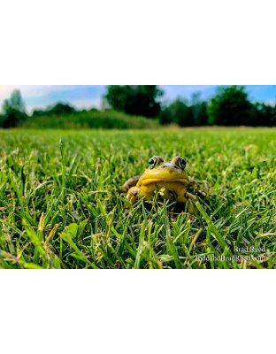 Brad Reed's Day 181 of 366