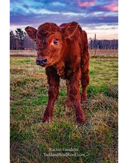 Rachel Gaudette's Day 317 of 366