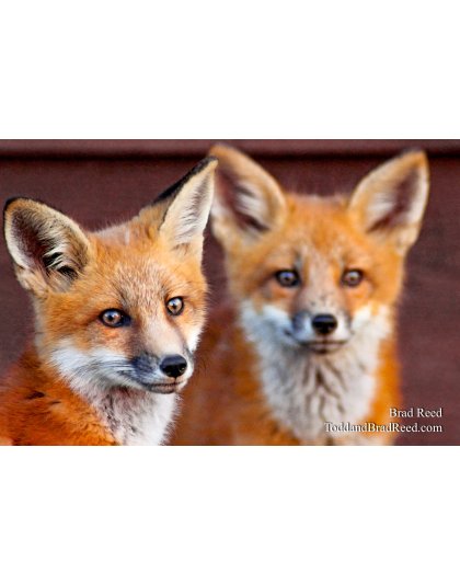 Brad Reed's Day 150 of 365