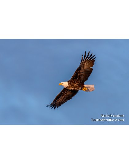 Rachel Gaudette's Day 35 of 366