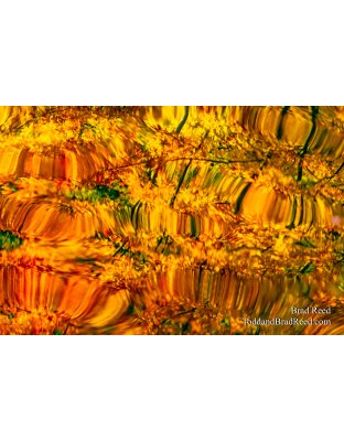 Cat Eyes Reflections