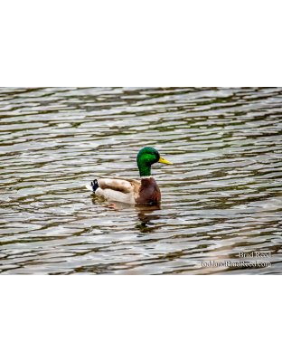 Workshop At Ludington State Park (2248)  