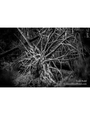 Workshop at Ludington State Park (8093)