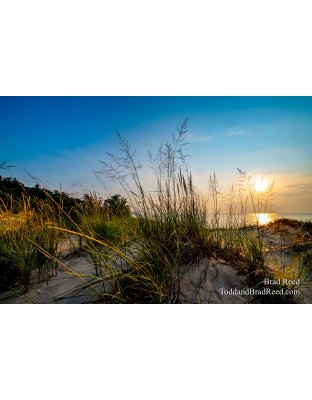 Dune Grass Light