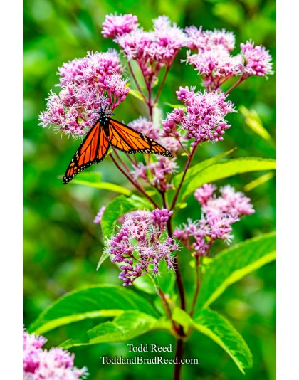 Butterfly and wildflowers at cabin