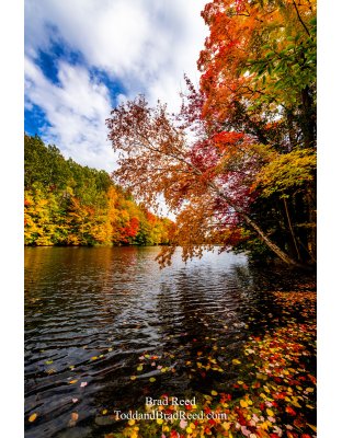 Fall Color at West Shore (4313) 