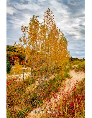 Michigan Dune Spectacular