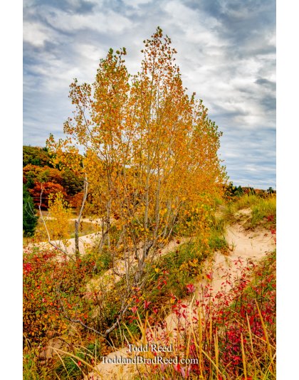 Michigan Dune Spectacular