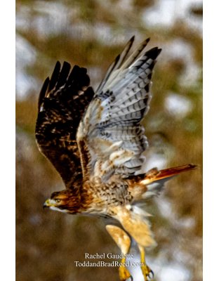 Snowy Owls and Eagles (0540)