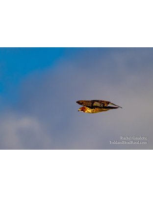 Snowy Owls and Eagles (0543) 