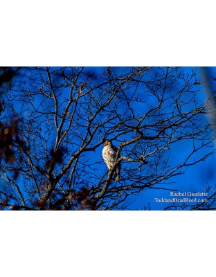 Snowy Owls and Eagles (0562 )