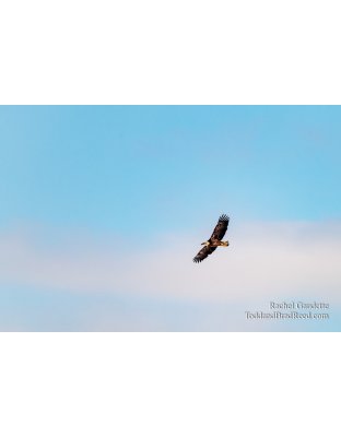 Snowy Owls and Eagles (0583)