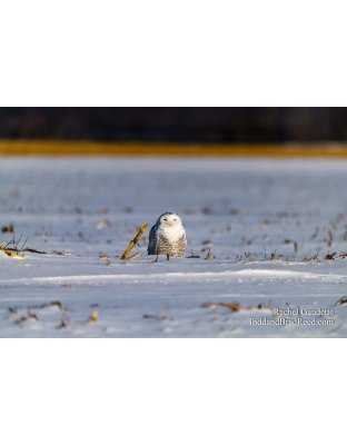 Snowy Owls and Eagles (0622 )