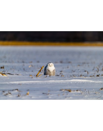 Snowy Owls and Eagles (0622 )