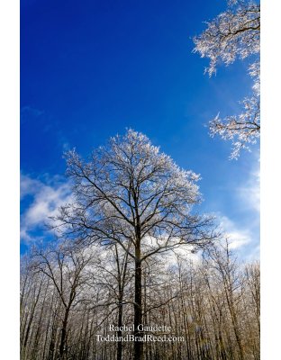 Icy Trees at Weldon Creek Farm (3064)