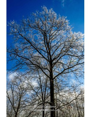 Icy Trees at Weldon Creek Farm ( 3068)