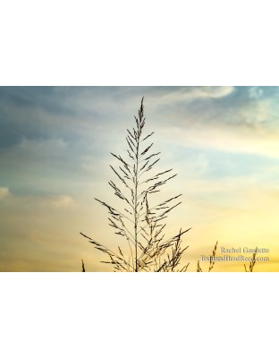 Manistee Recreational Area (3547)