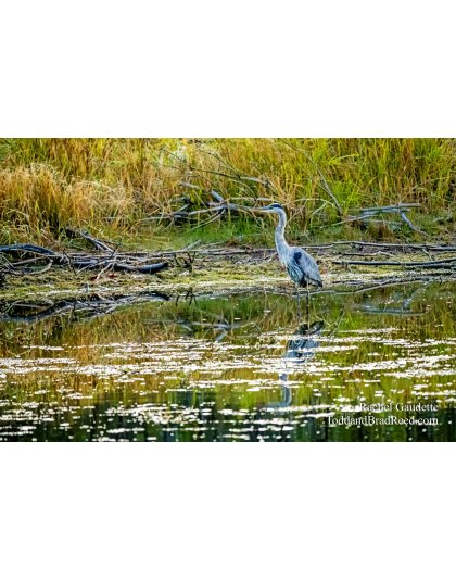 Ludington State Park (4016)