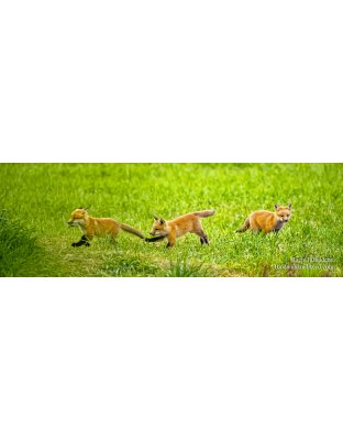 Tiny Acres Trio (Pano)