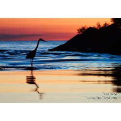Great Blue 