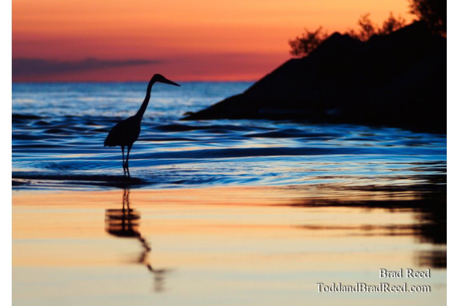 Great Blue 