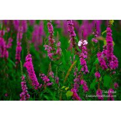 Color Purple