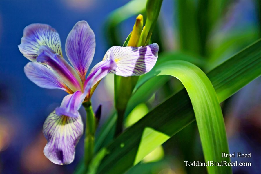 Iris