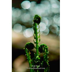 Unfurling Fern