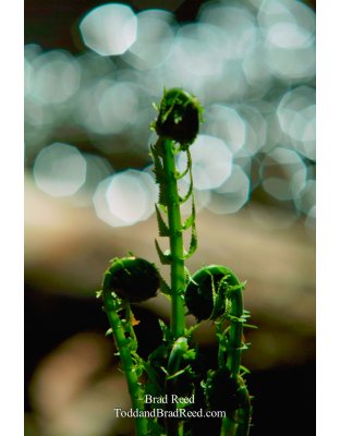 Unfurling Fern