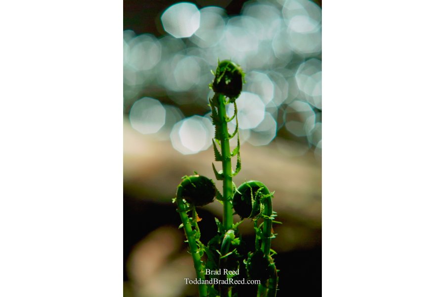 Unfurling Fern