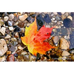 Autumn Gem