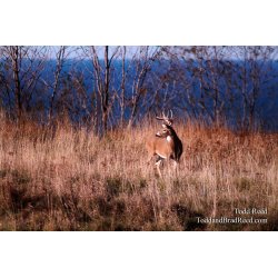 Big Lake Buck