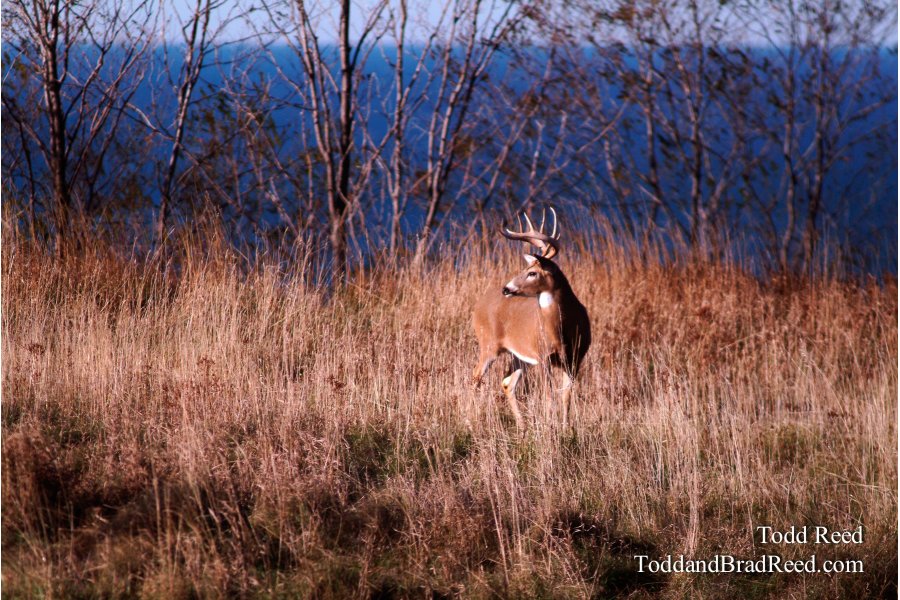 Big Lake Buck